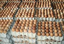 Kaduna Court Jails Farm Manager Eight Months for Stealing Eggs