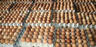 Kaduna Court Jails Farm Manager Eight Months for Stealing Eggs