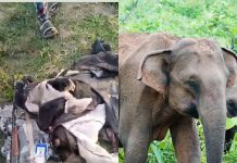 Wild Elephant Invades Oyo Community, Kills One Resident