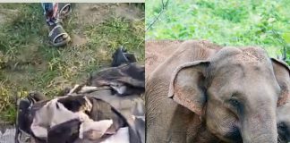 Wild Elephant Invades Oyo Community, Kills One Resident
