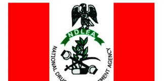 NDLEA Arrests Elderly Suspects for Drug Trafficking in Abia, Ekiti