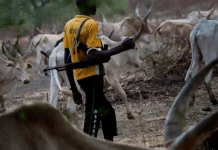 Armed Herders Invade Another Benue Community, Shoot Resident, Loot Shops